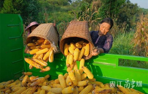 农户的欢庆盛宴，加特林烟花与玉米的丰收交响曲