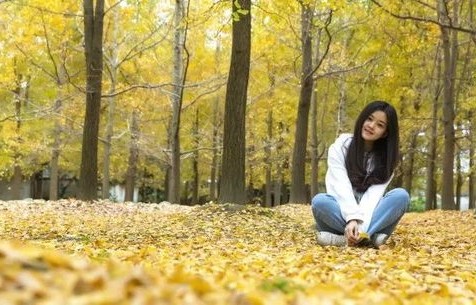 东北金渐层树下抱团取暖的温暖瞬间