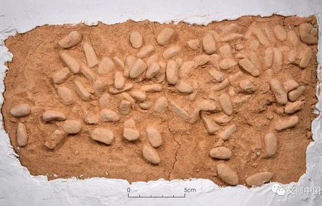 女子山中奇遇，挖掘出重达1.71kg的巨无霸黑松露