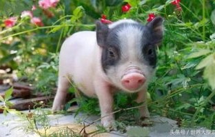 女子养猪记，一年间，宠物猪成长为三百斤巨型萌兽