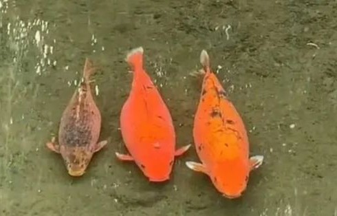 趵突泉猪鲤减肥之路,一次未果的尝试