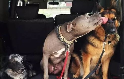 女子对袜子上狗牵女性不雅图片的强烈吐槽