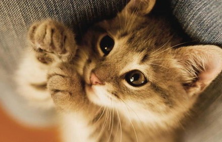 小猫的活力启示，气血不足的人如何借鉴