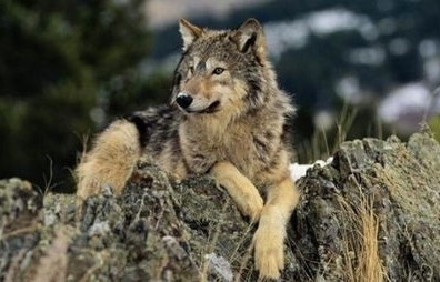 中国创新突破，机器狼群兵器的诞生