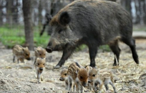 天呐！野猪泛滥成灾，26个省份的生态挑战