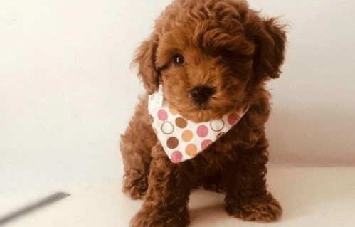 泰迪犬的美丽蜕变，一位女子为爱宠花费18888元，却意外发现狗被画眼线