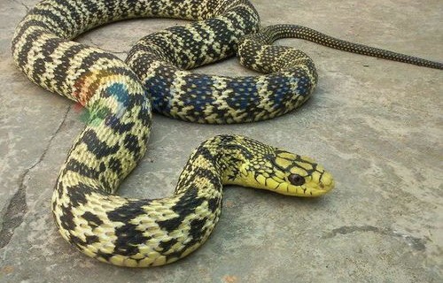 蛇类进化之谜，为何蛇会失去四肢？