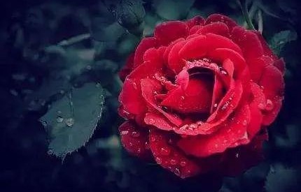 短剧燃烧的玫瑰——绽放的魅力与情感的交织