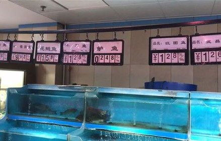 羽绒服涨价背后的猪事之谜