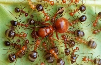 我国首次截获黑脊红蚁，生态防线的重要一战