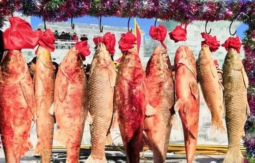 吉林查干湖头鱼拍卖创纪录，一尾鱼价值高达1199999元