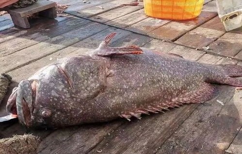 渔民意外捕获巨型石斑鱼，205斤野生珍品引来众人瞩目