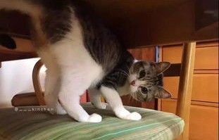 猫的意外冒险，洗衣机里的两分钟