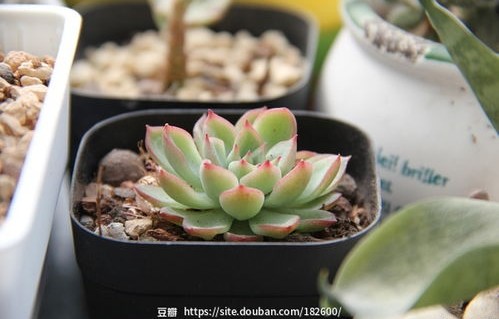 短剧向阳花木易为春的魅力与影响