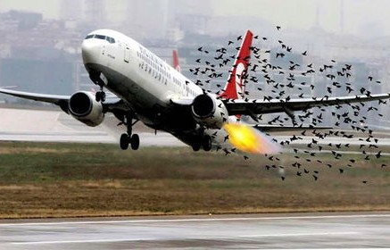 韩客机撞鸟后疑有毒气体进入机体的深度解析