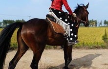 跳江救人白马主人获赠新白马——英勇与善行的赞歌