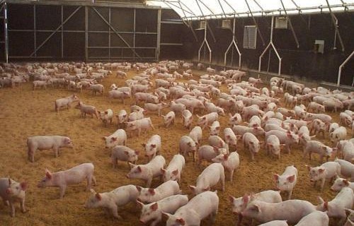 短剧养猪，从养殖到成功的74集故事