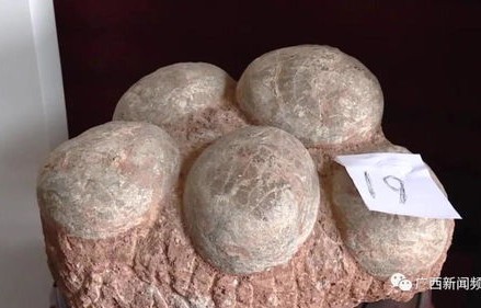 广东惊现一窝六枚恐龙蛋化石，历史见证下的古生物奥秘