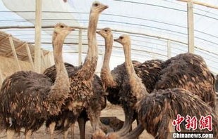 鸵鸟之梦，女子与丈夫的鸵鸟养殖与吃播之旅