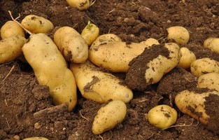 土豆与土的交易，700元一吨的土豆土之比