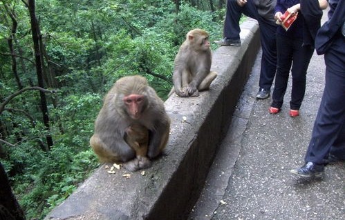 武汉公园惊现猴子售卖现象，单价3000元起，背后的真相与思考