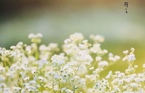 短剧夜来南风起的魅力与深度解读