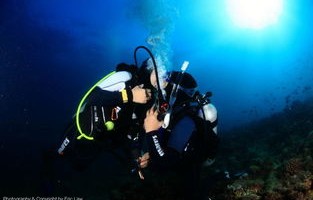 网友马尔代夫潜水奇遇，与鲨鱼共舞的顶飞时刻