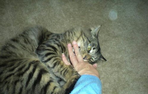 女子与流浪猫亲密接触，不慎被咬伤眼部