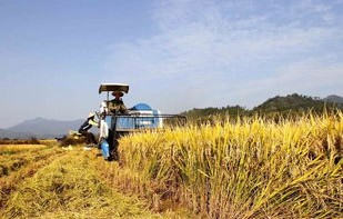 谷子经济彻底火了，农业新时代的崛起与机遇