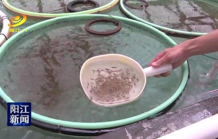 90后河南女孩引领丝瓜络热销海外