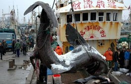 东帝汶渔民惊现鲨鱼腹中女子遗骸，悲剧背后的悬疑与反思