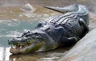 洞庭湖可钓区发现鳄鱼，谣言的真相与解析