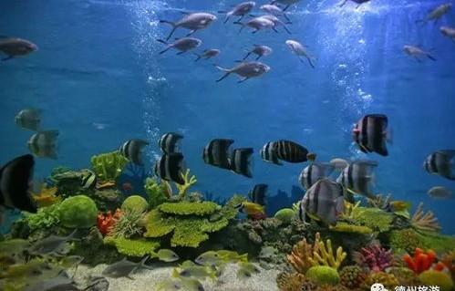 深海之谜——短剧来自深海的他的奇幻之旅