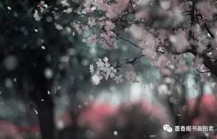 短剧雨落花正开的魅力与深度解析