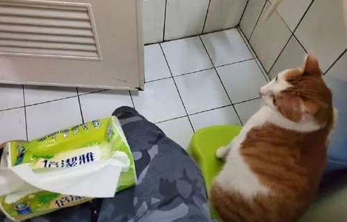 主人离家九日，猫咪遭遇水淹厕所，欠费五百三十九元——一次家庭生活的意外考验