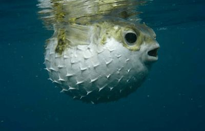 河鲀并非全都有毒，揭秘河鲀的毒性真相