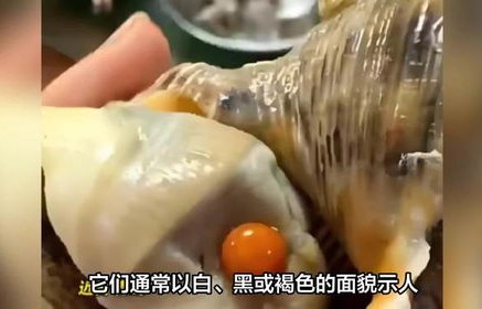 女子家宴意外发现，一颗罕见橘色海螺珠的传奇之旅