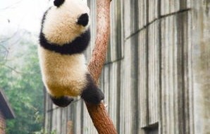 南方小土豆的力量——东北虎的走不动道之旅