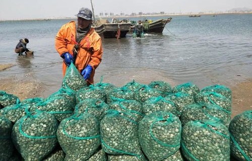 潍坊海面奇观，冻住大量梭鱼，收获无尽