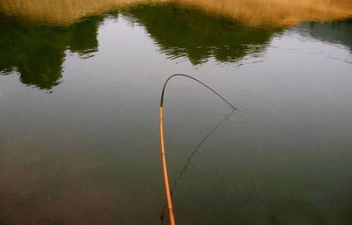 男子钓获巨型鳡鱼，绕城炫耀五小时