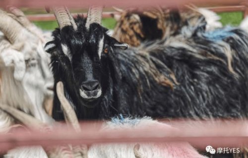 新疆琼库什台村老虎传闻的真相