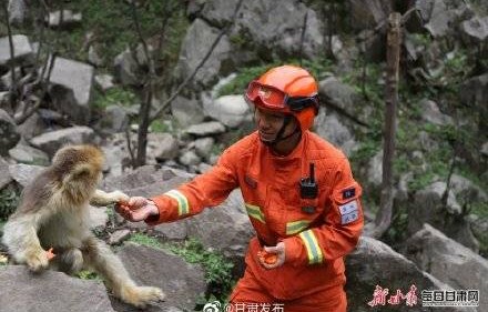 网友偶遇机器狗载重物挑战泰山之旅