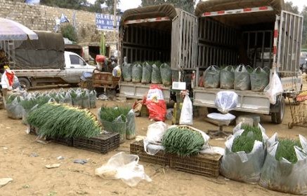 网友买到掉色葱事件，农科院权威回应