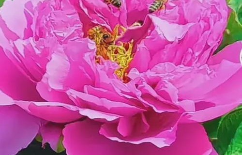 牡丹花开又一年，一部60集短剧的绽放与传承