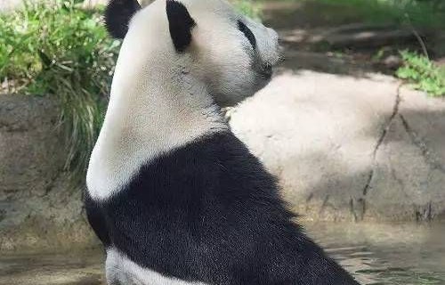 旅芬大熊猫提前八年归国，一段跨越山海的情感之旅