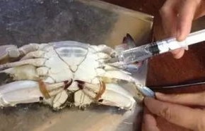 揭秘谣言，螃蟹身上小孔是否为注水？