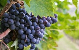 意大利之旅，留学生的板栗误识——马栗