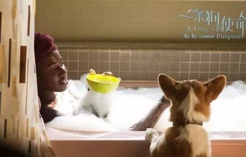 小可怜泪洒百集，肚里崽崽寻父记