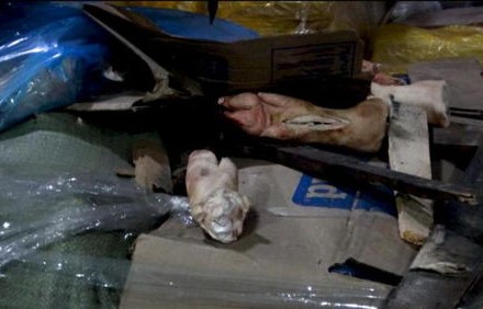 刑拘曝光，2人走私2.7吨活体蛇的犯罪行为