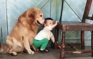 狗的忠诚与人的疏忽——一则关于主人忘记喂狗与狗叼着棍子追打主人的故事